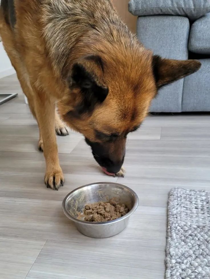 a dog eating food from a bowl on the floor