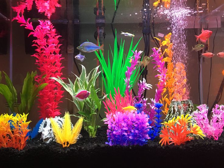 an aquarium filled with lots of different colored plants