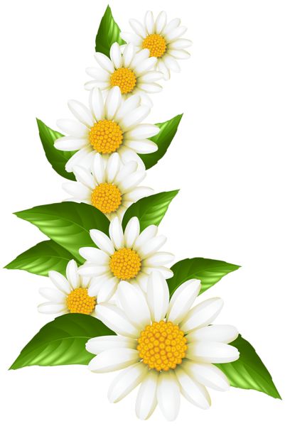 three white flowers with green leaves on a white background