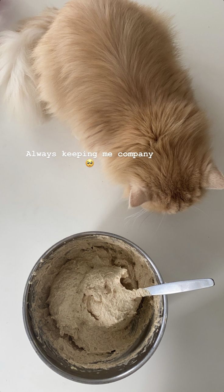 a cat is eating out of a bowl