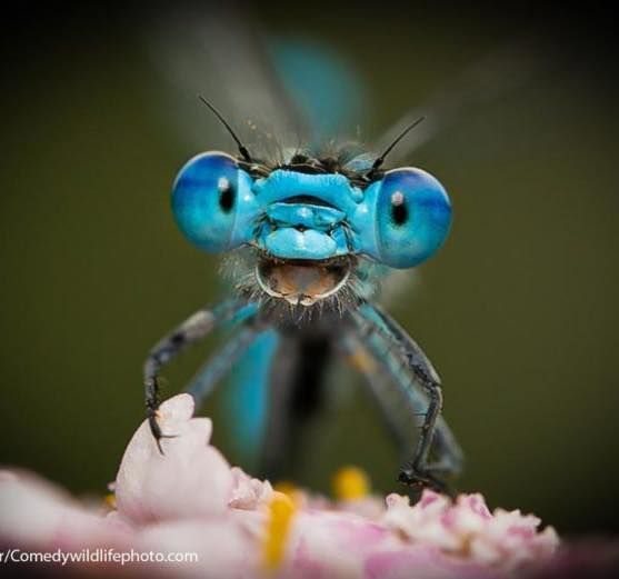 a blue insect sitting on top of a flower