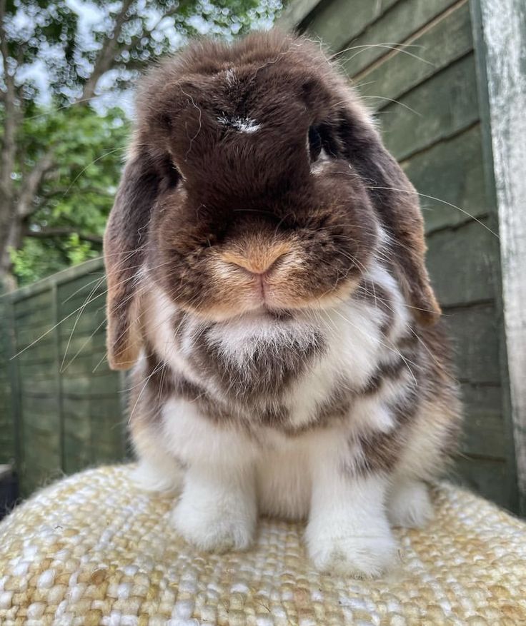 a brown and white rabbit sitting on top of a chair