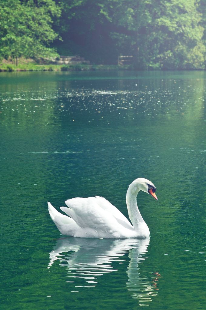 a white swan floating on top of a lake