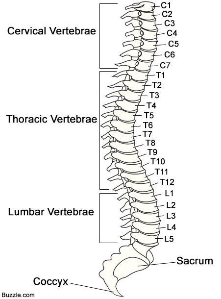 the back view of a human skeleton, with all its bones labeled in different languages