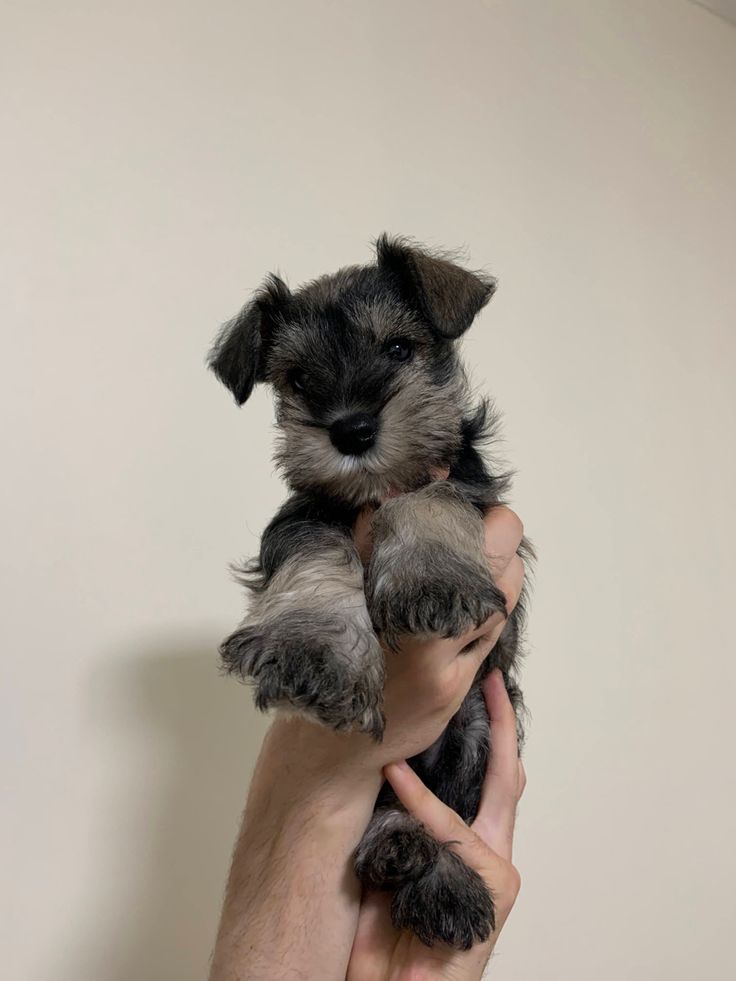 a person holding a small gray and black dog in their left hand with one paw on top of the other