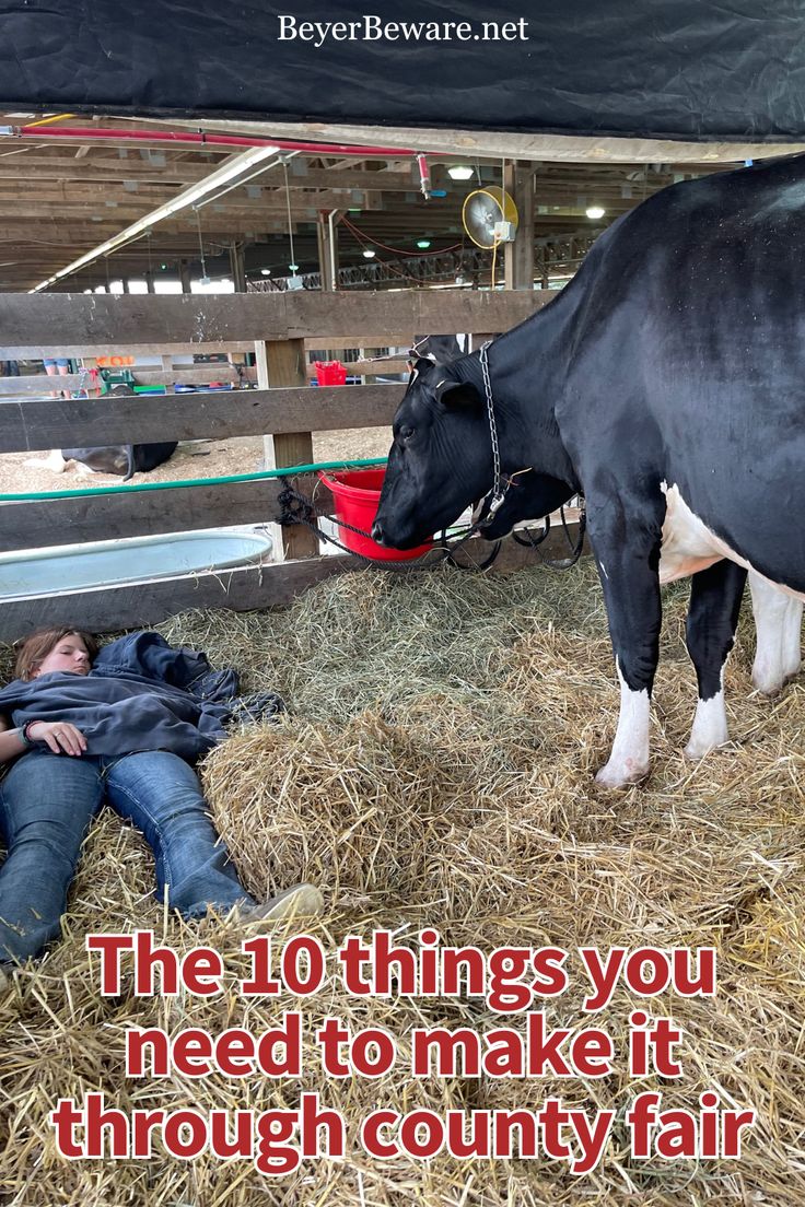 a man laying on the ground next to a black and white cow in a barn