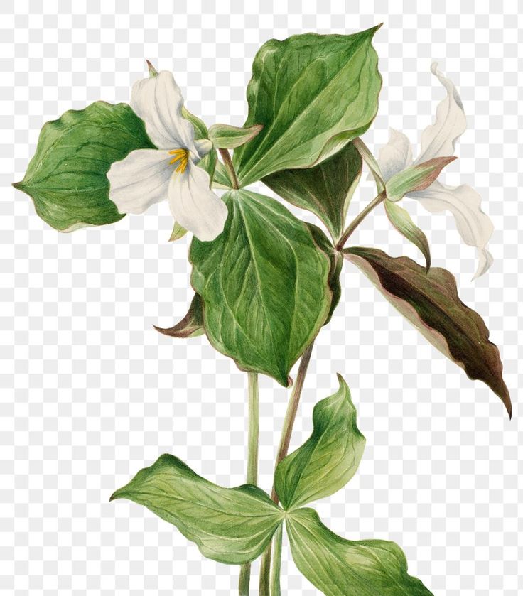 Trillium Drawing, White Trillium Flower, Trillium Plant, White Trillium, Trillium Flower, Collect Book, Flower Drawing Tutorials, Illustration Watercolor, Flower White