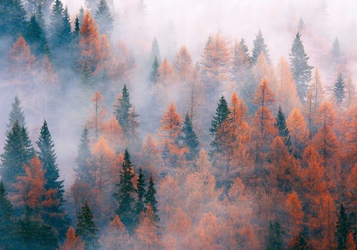 an aerial view of trees with orange and yellow leaves in the foreground, on a foggy day