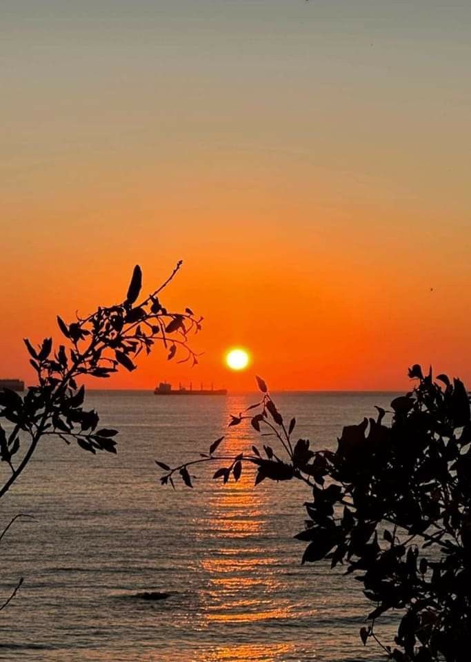 the sun is setting over the ocean with trees in front of it and a boat out on the water