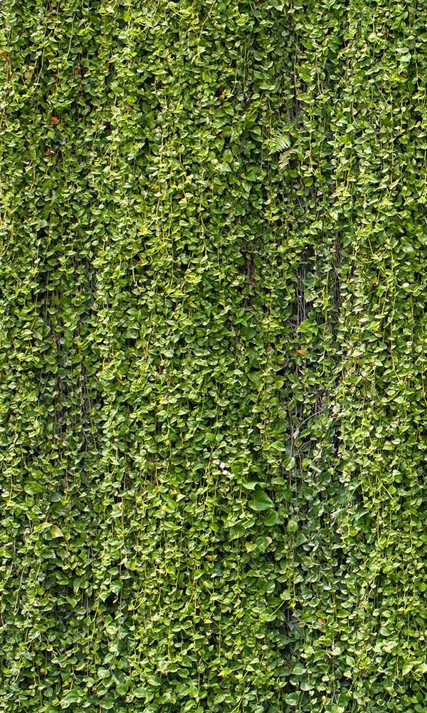 overgrowth hanging vines living wall wallpaper mural Greenery Texture, Creeper Wall, Creeper Plants, Concrete Wall Design, Terrarium Background, Green Wall Plants, Greenery Background, Psd Texture, Transitional Wallpaper