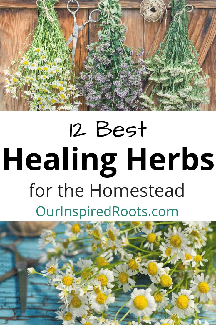 the best herbs for the homesead with text overlay that reads, 12 best healing herbs for the homestead