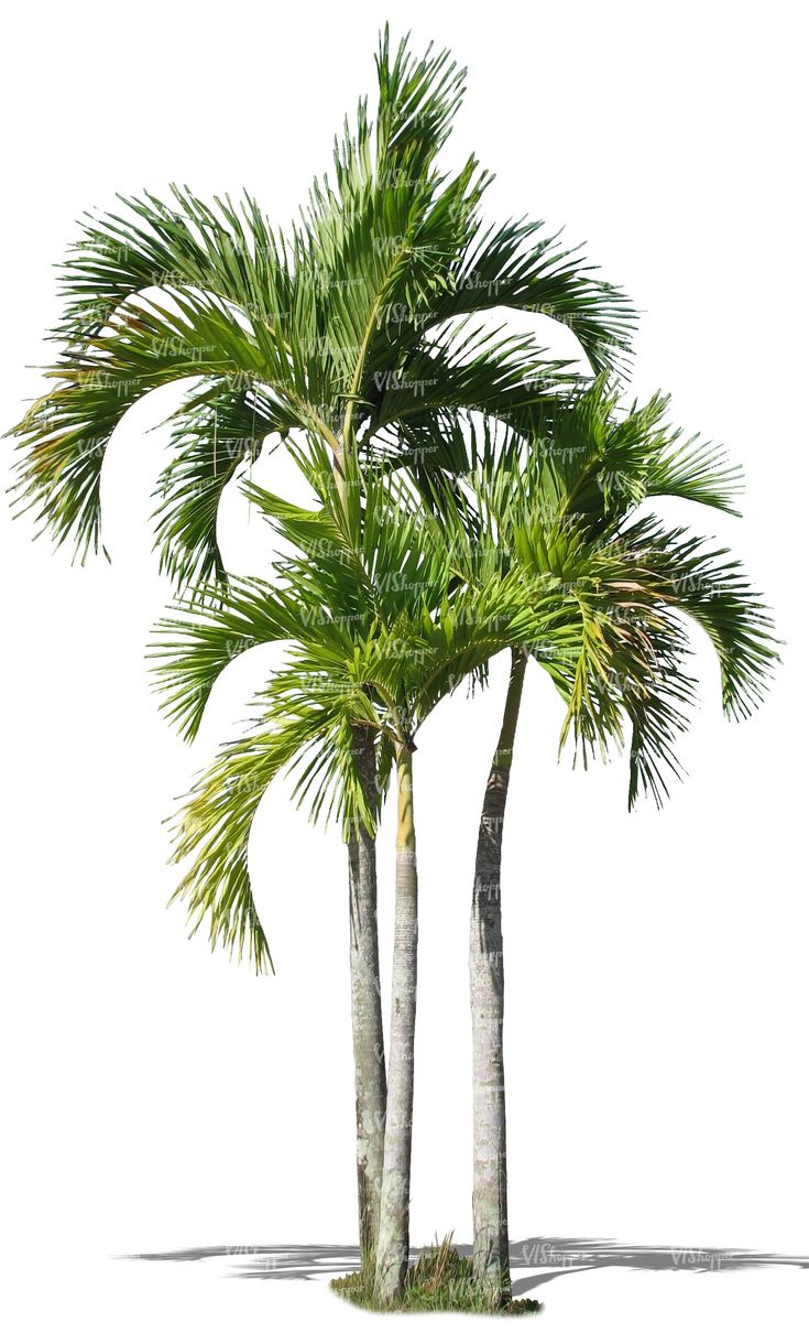 three palm trees on a white background