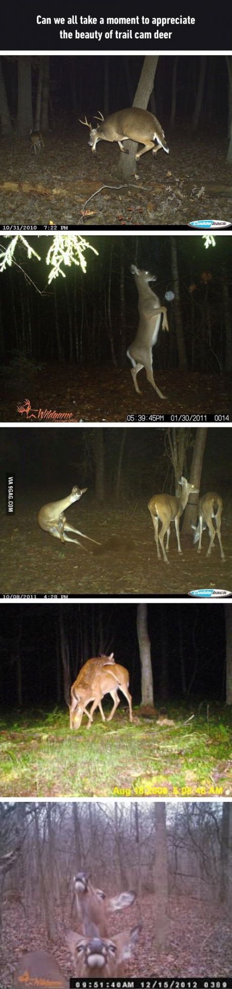 four different shots of deer running in the woods at night and on the ground with trees