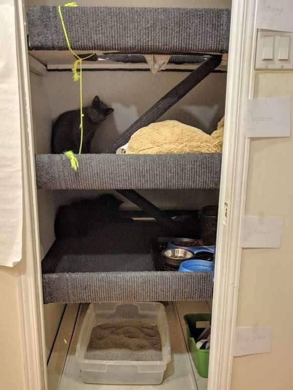 a cat sitting on top of a shelf next to a litter box in a closet