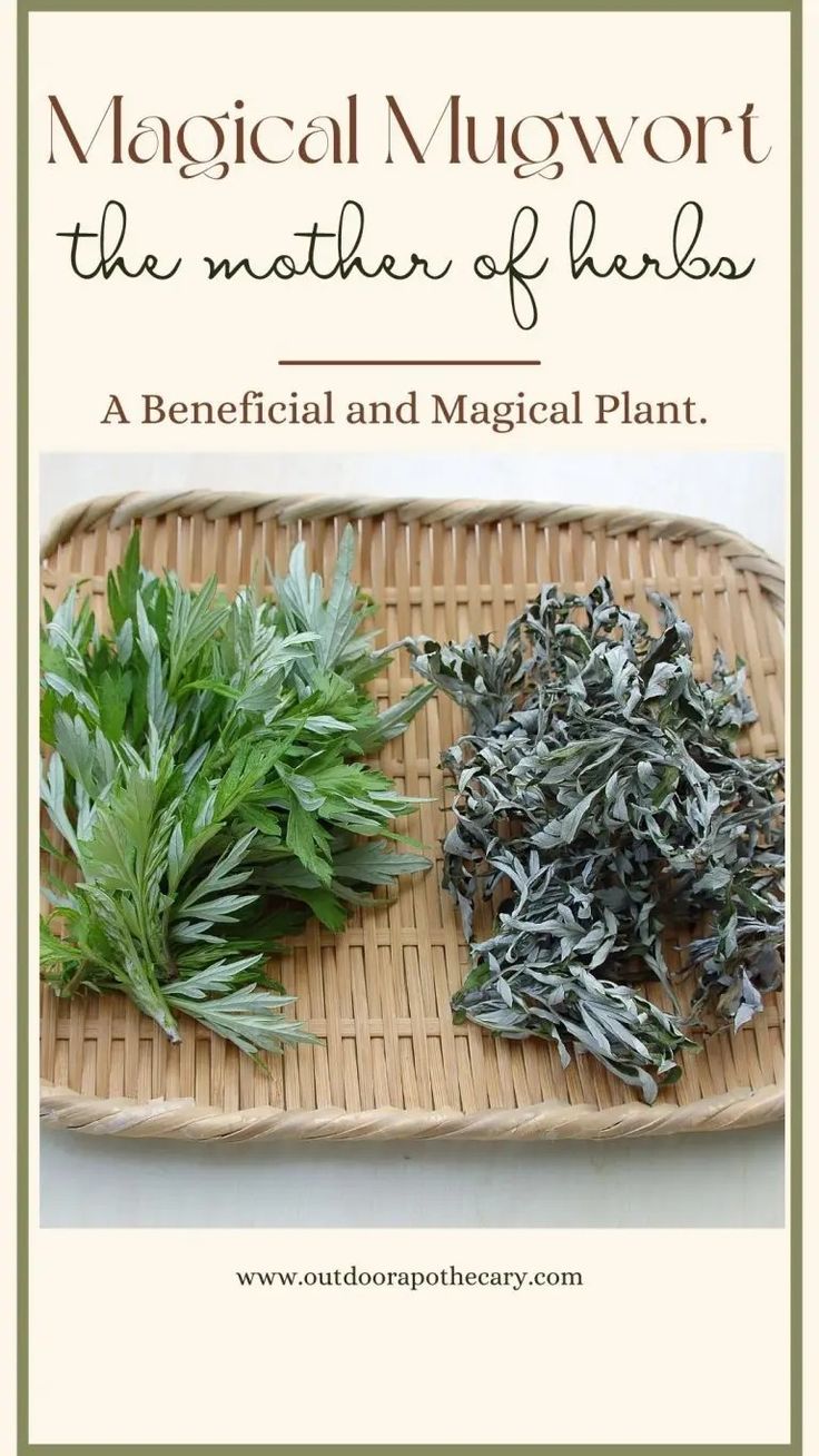 some herbs are on a wicker tray with the words, magnetic mugwort the mother of herbs