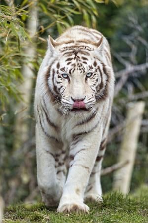 a white tiger is walking through the woods