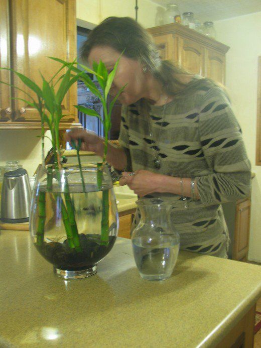 a woman is looking at a plant in a vase on the kitchen counter with water