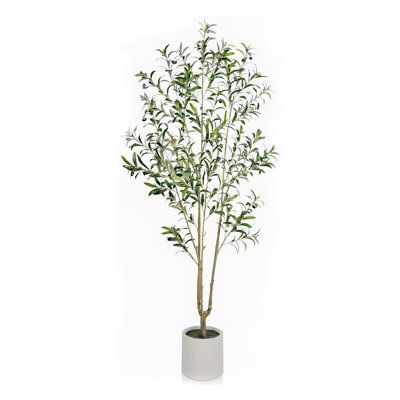 a plant in a white vase on a white background