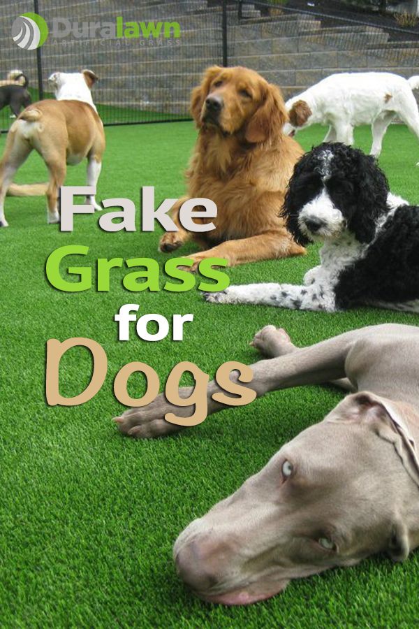 there are many dogs that are laying on the grass