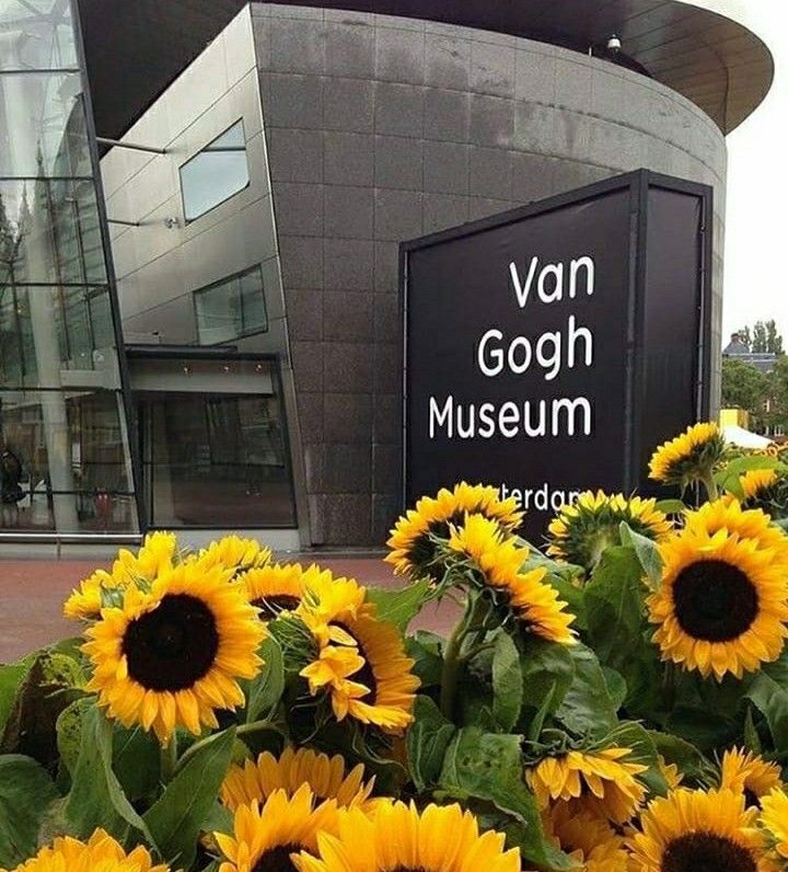 sunflowers are in front of the van goghn museum sign on display outside