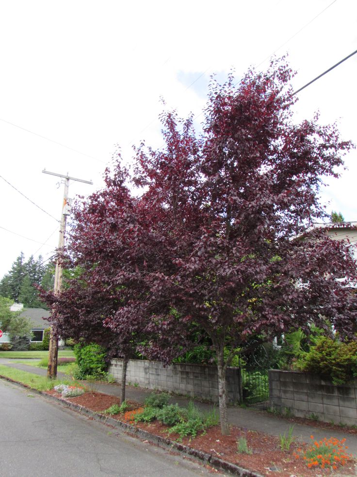 a tree in front of a house with purple flowers