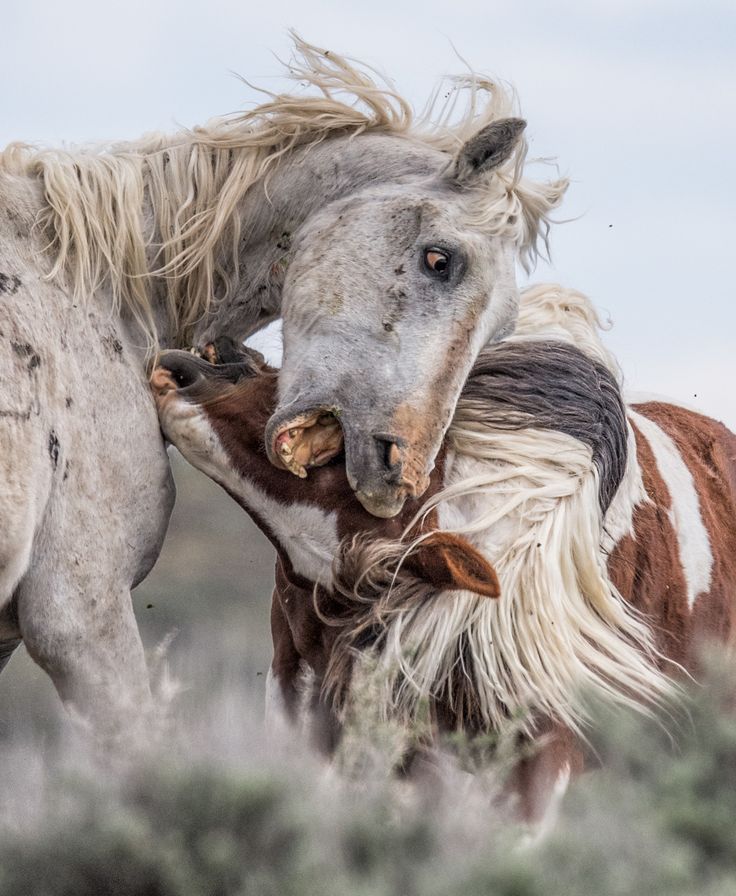 two horses with their heads touching each other