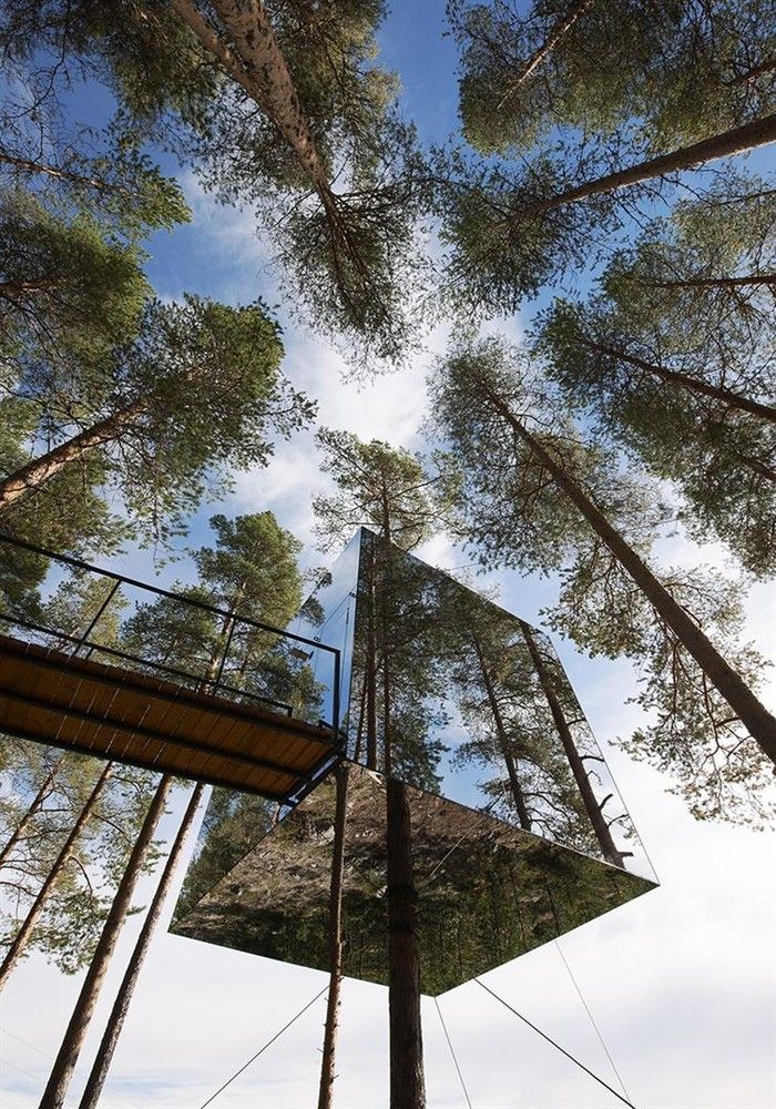 looking up into the canopy of a tree - lined area with tall, slender trees