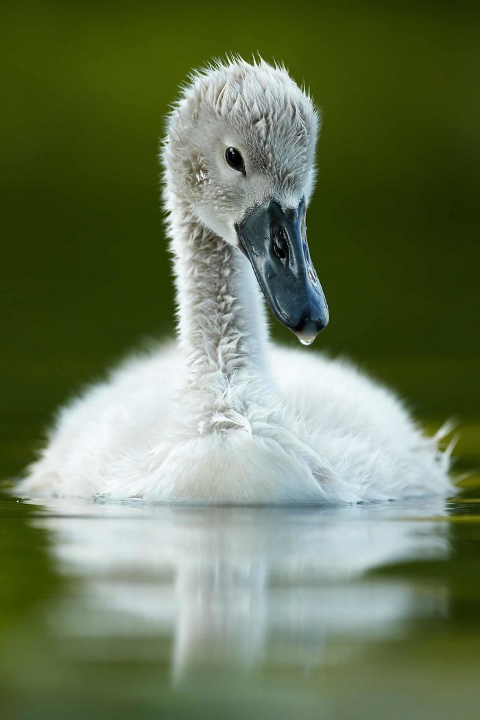 an image of a baby bird that is floating in the water with it's eyes closed