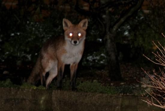 a fox with glowing eyes standing in the dark