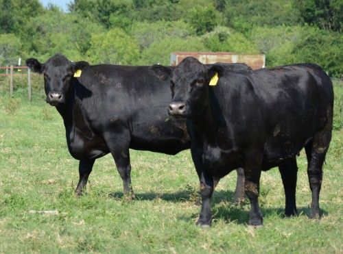 two black cows are standing in the grass