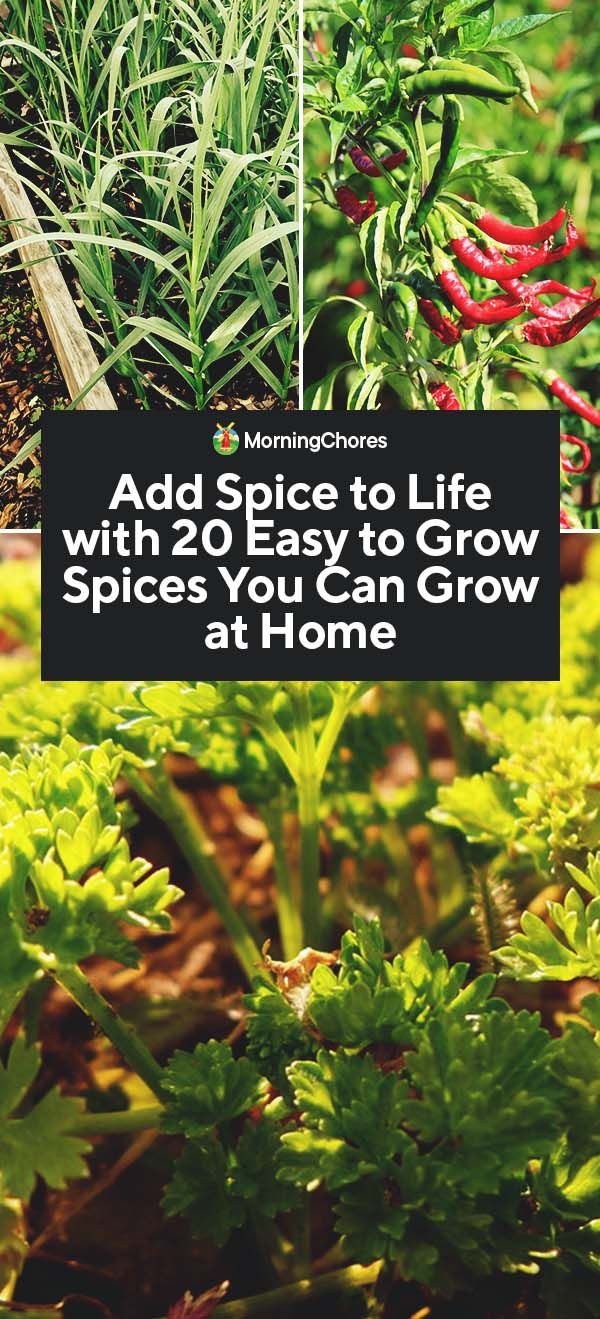 some plants that are growing in the ground with text reading add seeds life with 20 easy to grow spices you can grow at home