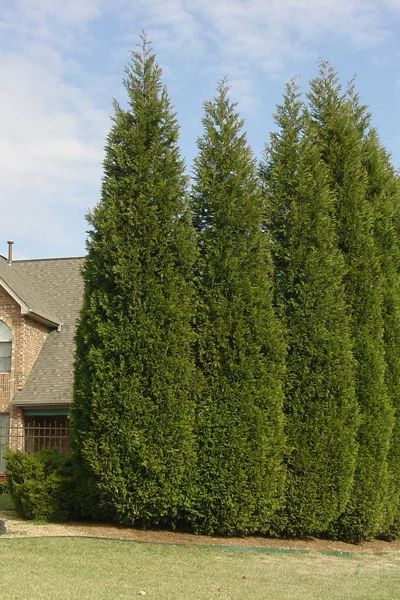 a large green tree in front of a house