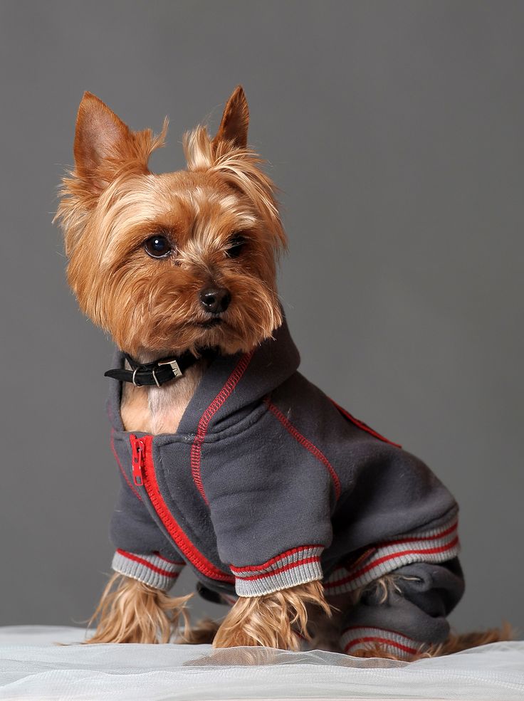 a small brown dog wearing a gray sweater