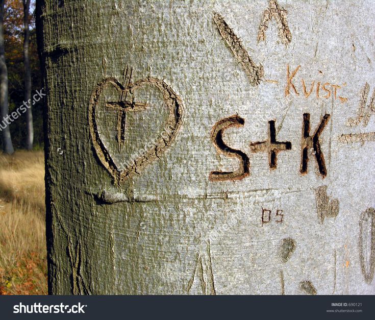 graffiti on the bark of a tree