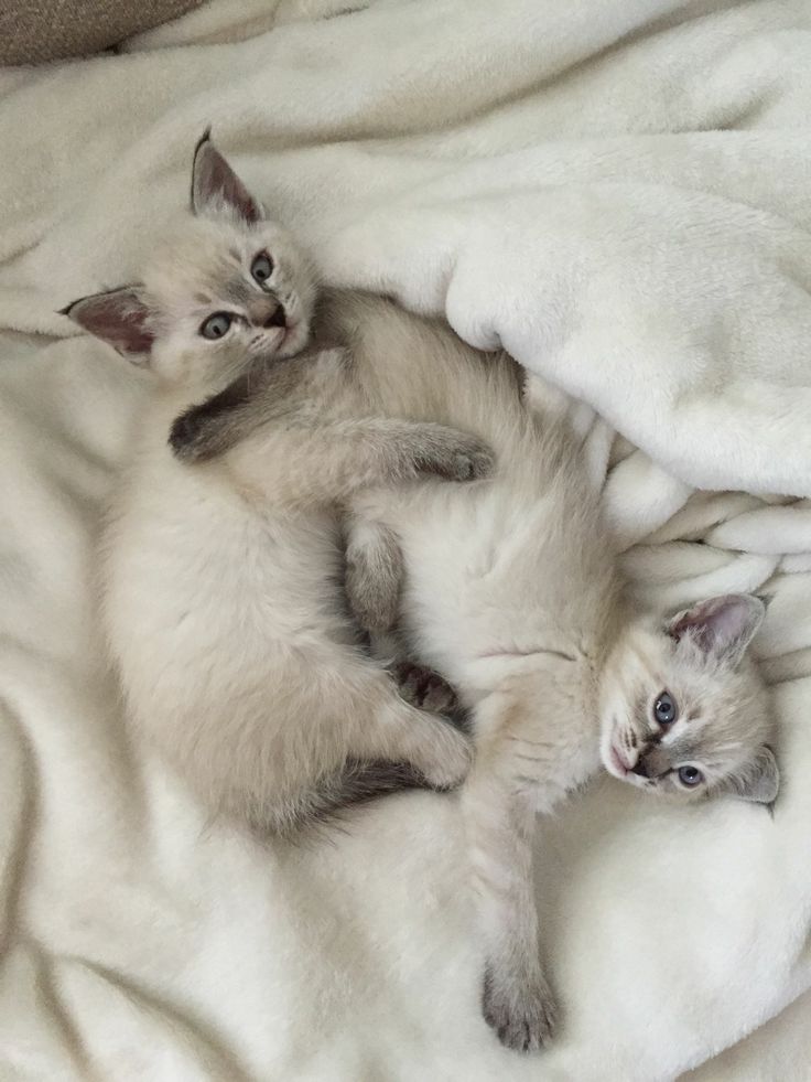 two kittens laying on top of a white blanket