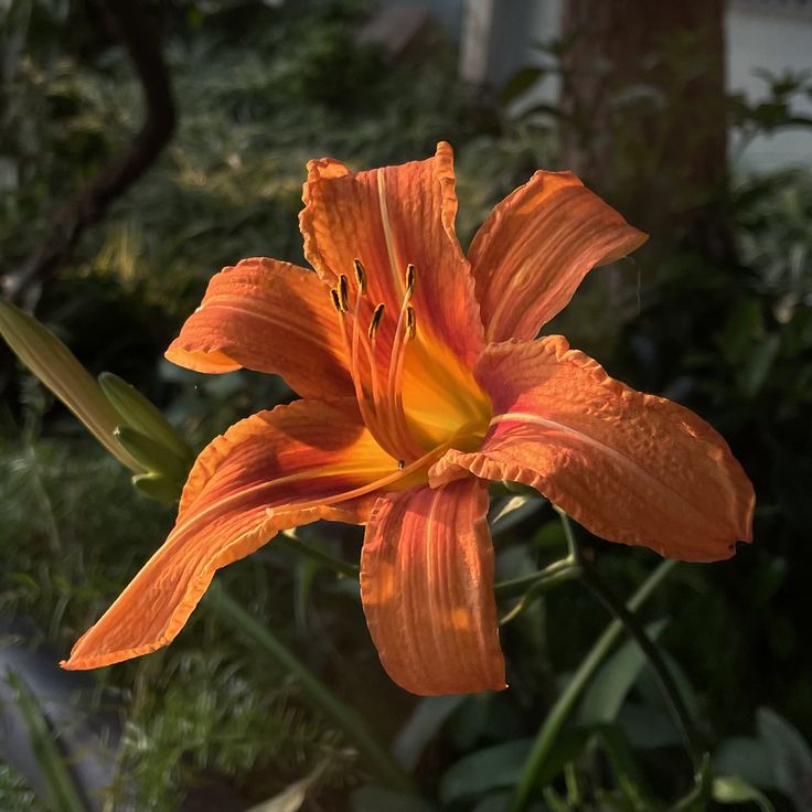 an orange flower is blooming in the garden