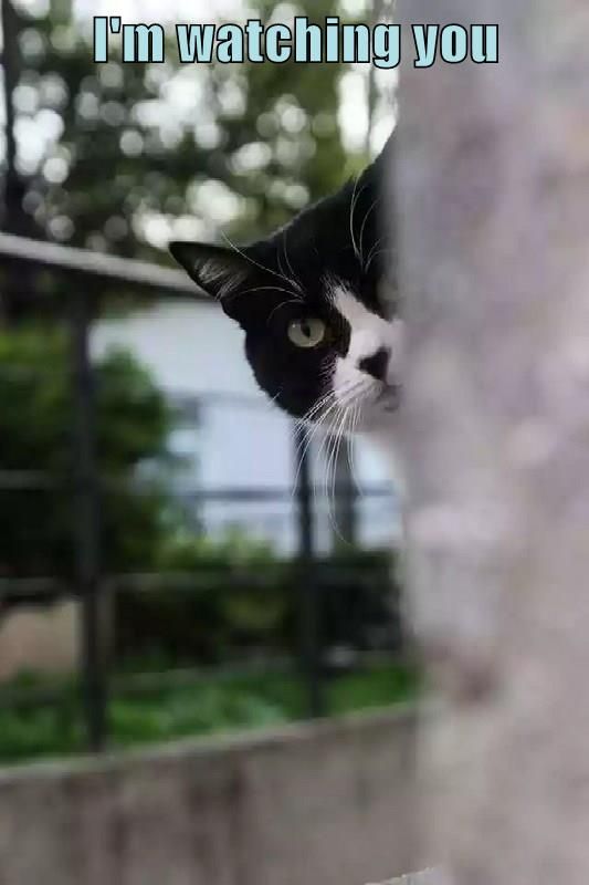 a black and white cat looking out from behind a fence with the caption, i'm watching you