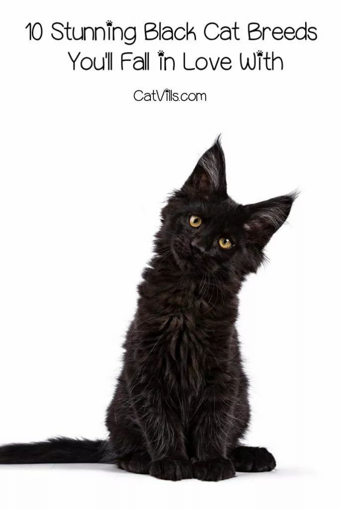 a black cat sitting down with the caption saying, 10 stunning black cat breeds you'll fall in love with