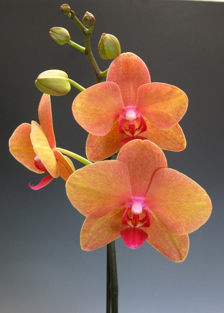 two orange orchids with pink centers in a glass vase on a table, against a gray background