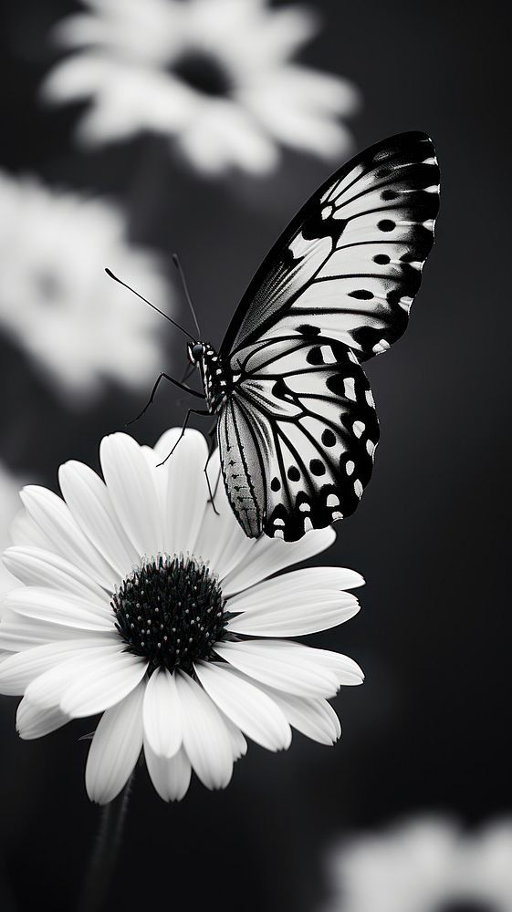 a black and white photo of a butterfly on a flower