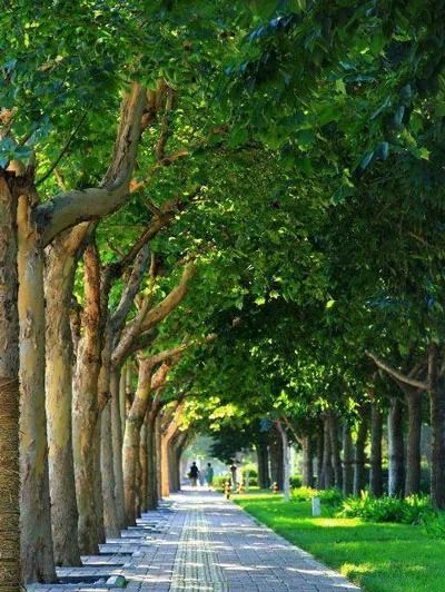 a row of trees lined up along a sidewalk