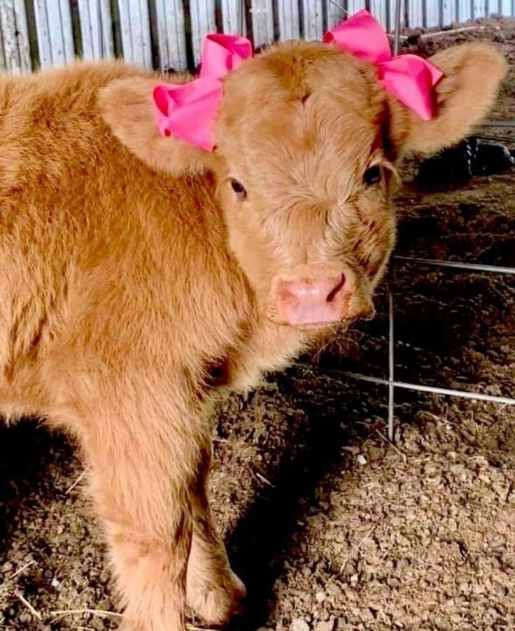 a baby cow with pink bows on its head standing next to a fence in a barn