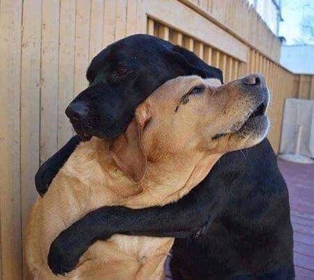 two dogs are hugging each other outside