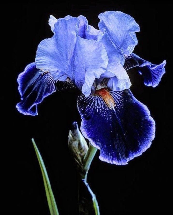 a blue iris flower with dark background