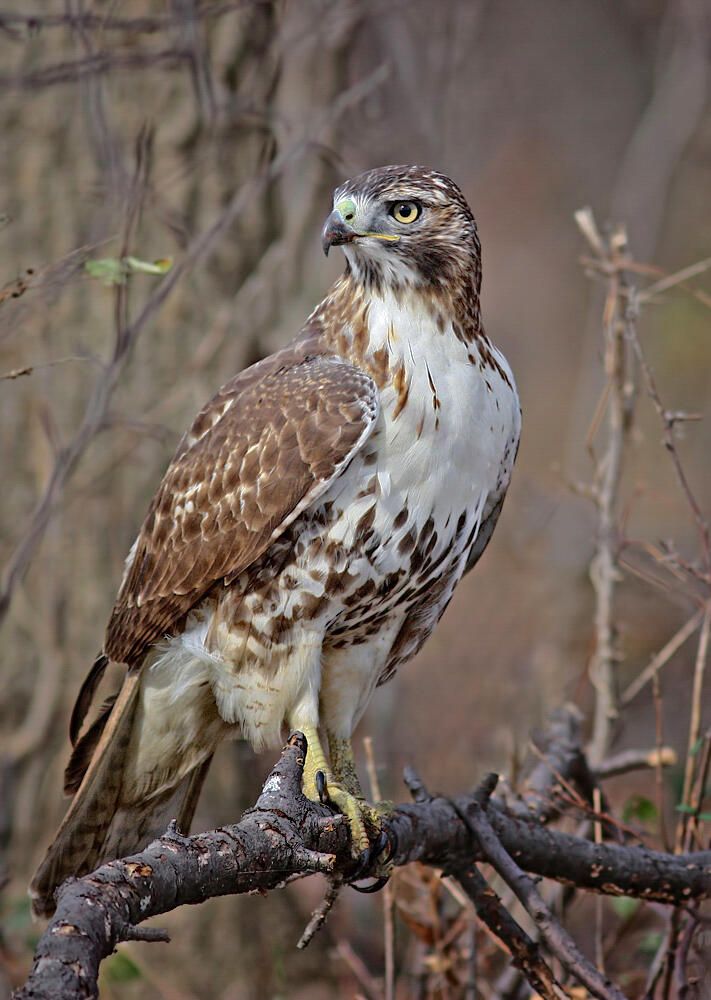 a brown and white bird sitting on top of a tree branch in the woods with no leaves