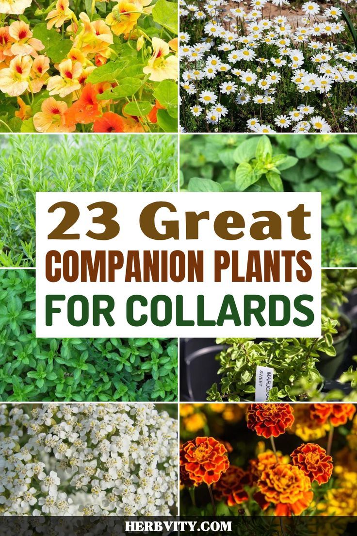 different types of plants with the words 23 great companion plants for collars on them