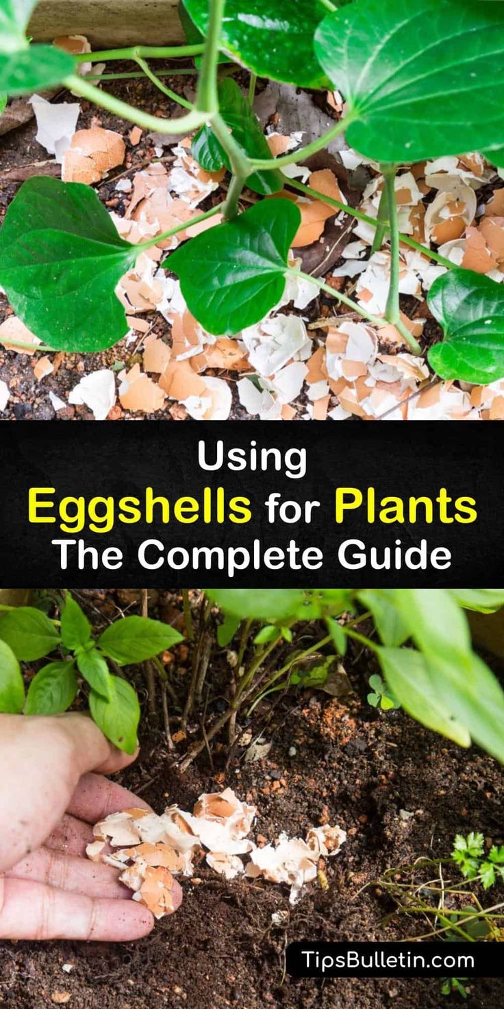 an egghells for plants in the garden with text overlay reading using eggshells for plants the complete guide