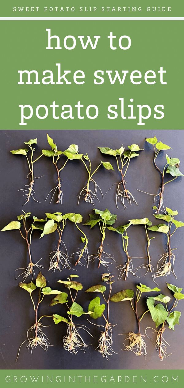 how to make sweet potato slips from growing the garden guide by growing the garden guides