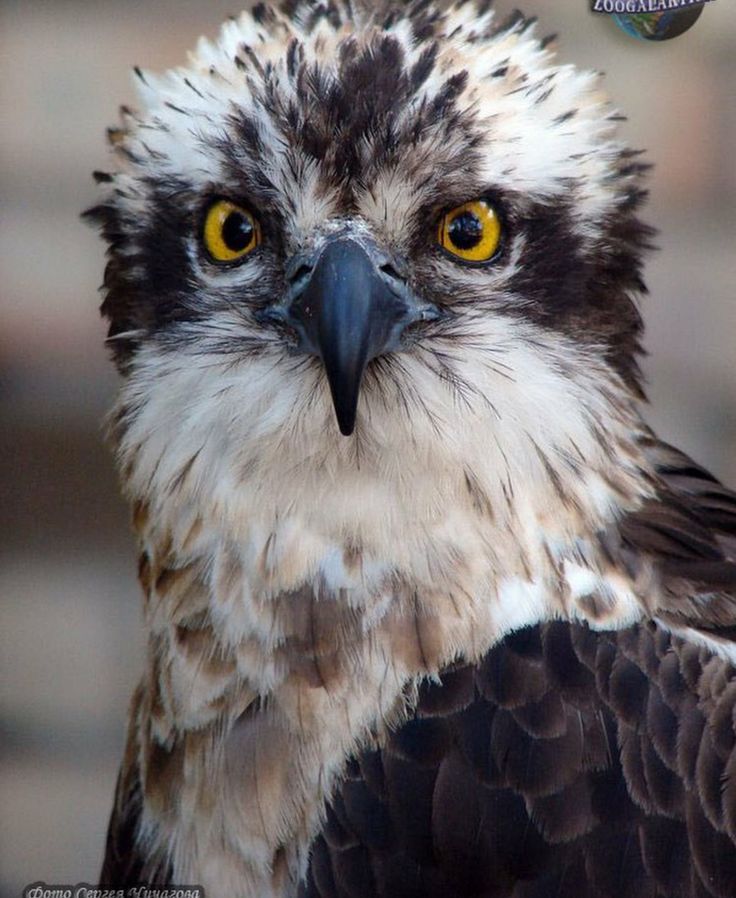 an eagle with yellow eyes is looking at the camera