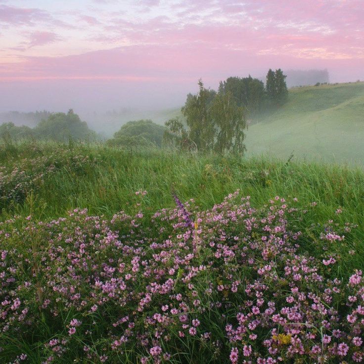 pink and green flowers in the grass on a foggy day